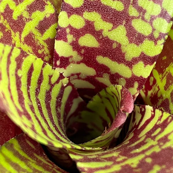 ネオレゲリア：ゴールデンフェザント　3号ポット