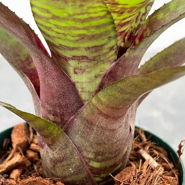 ネオレゲリア：ゴールデンフェザント　3号ポット