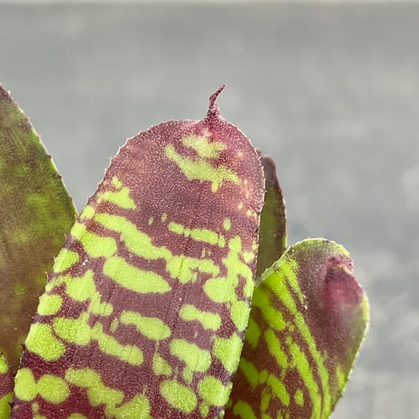 ネオレゲリア：ゴールデンフェザント　3号ポット