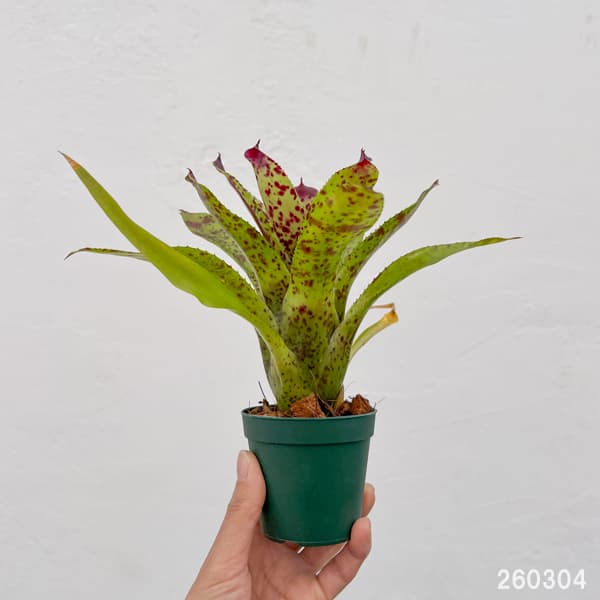 ネオレゲリア：チアーズ　2.5号ポット