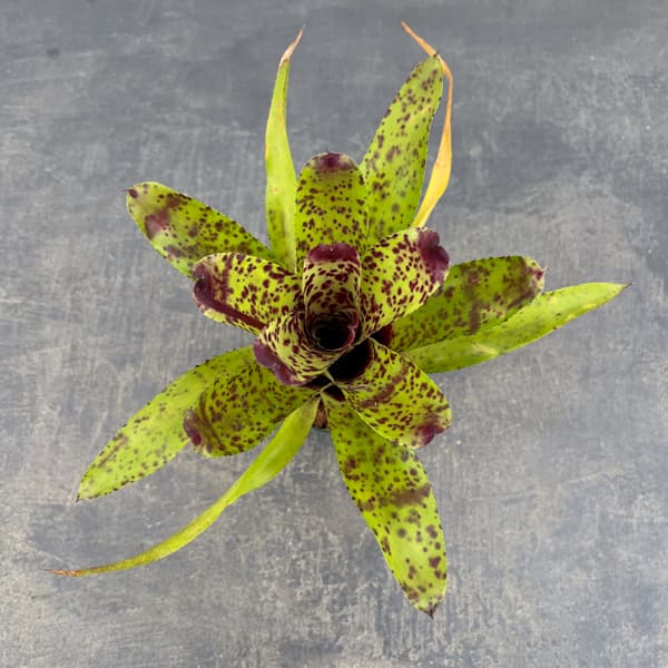 ネオレゲリア：チアーズ　2.5号ポット