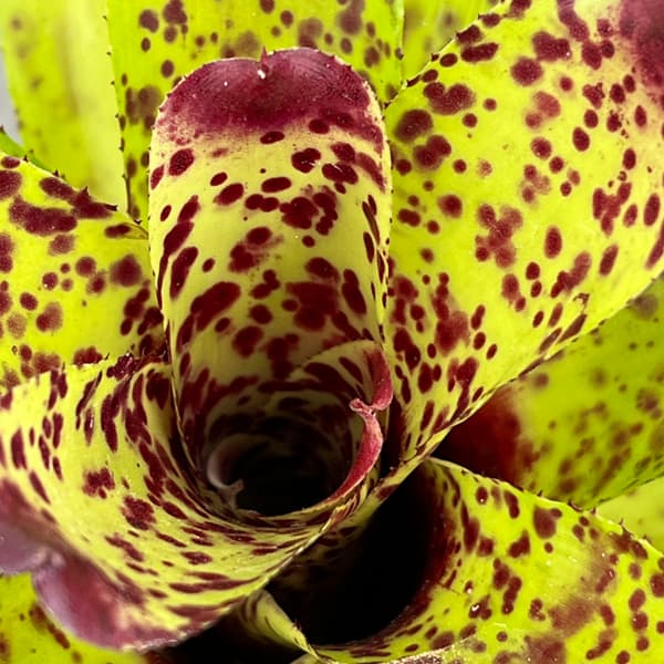 ネオレゲリア：チアーズ　2.5号ポット