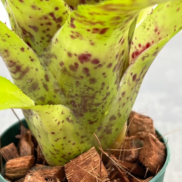 ネオレゲリア：チアーズ　2.5号ポット