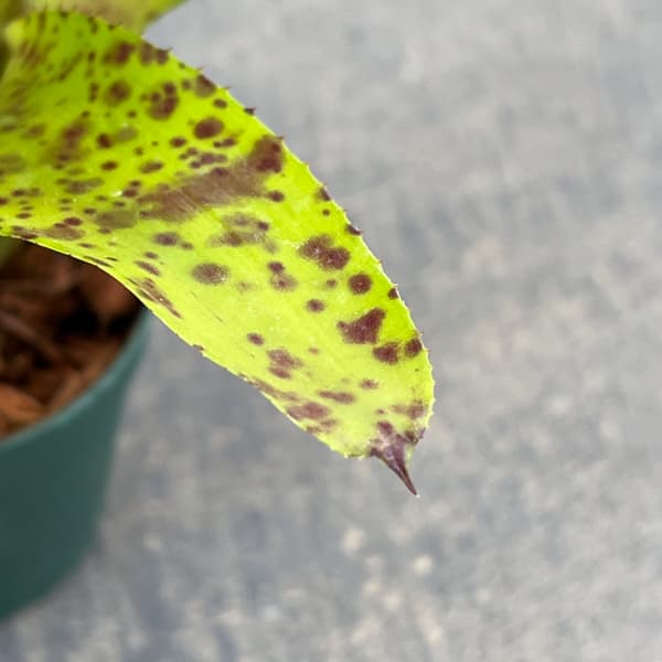 ネオレゲリア：チアーズ　2.5号ポット