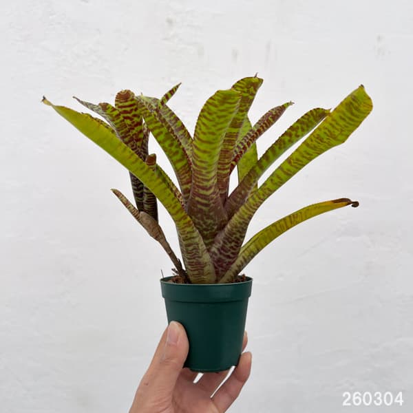 ネオレゲリア：ポポキ　2.5号ポット