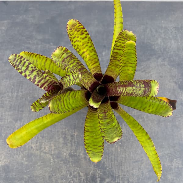 ネオレゲリア：ポポキ　2.5号ポット