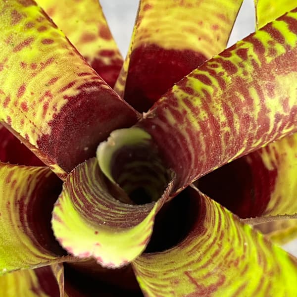 ネオレゲリア：ポポキ　2.5号ポット