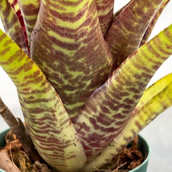 ネオレゲリア：ポポキ　2.5号ポット