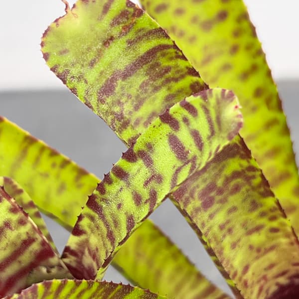 ネオレゲリア：ポポキ　2.5号ポット