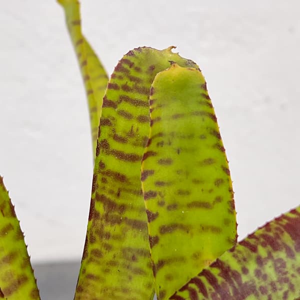 ネオレゲリア：ポポキ　2.5号ポット