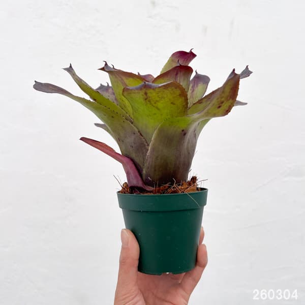 ネオレゲリア：ストロベリー　ローン　3.5号ポット