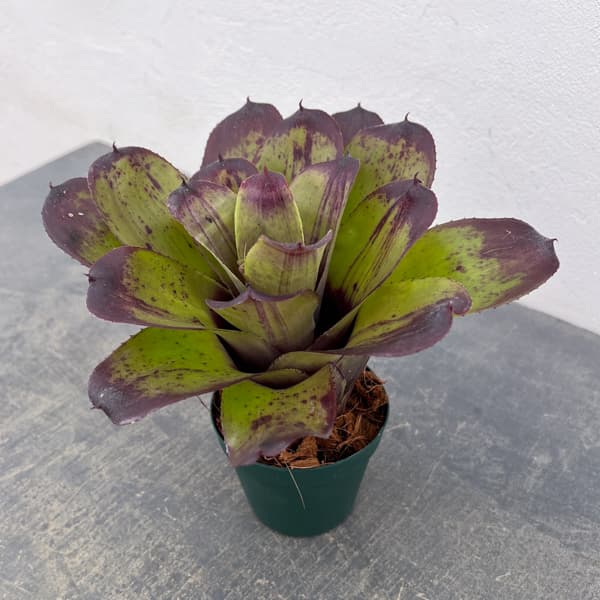 ネオレゲリア：ストロベリー　ローン　3.5号ポット