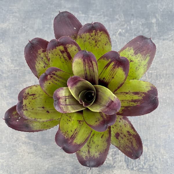 ネオレゲリア：ストロベリー　ローン　3.5号ポット