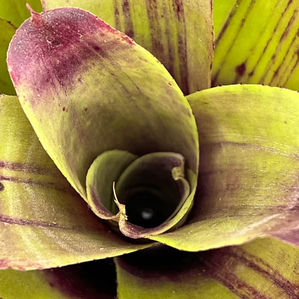 ネオレゲリア：ストロベリー　ローン　3.5号ポット