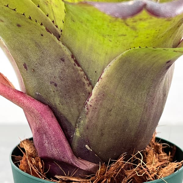 ネオレゲリア：ストロベリー　ローン　3.5号ポット