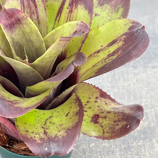 ネオレゲリア：ストロベリー　ローン　3.5号ポット