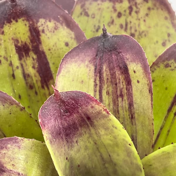 ネオレゲリア：ストロベリー　ローン　3.5号ポット