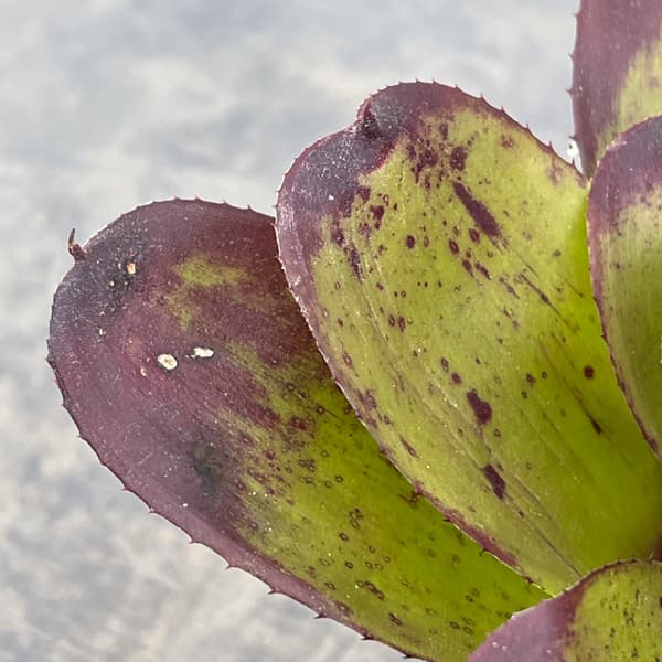 ネオレゲリア：ストロベリー　ローン　3.5号ポット