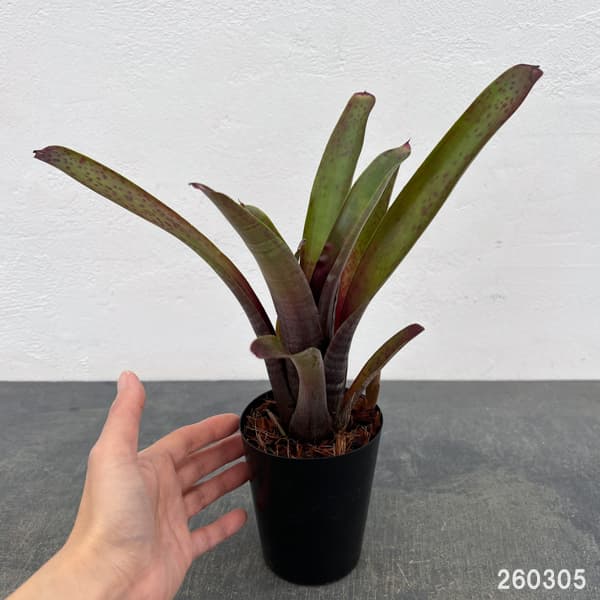 ネオレゲリア：マクラータ　3号ポット