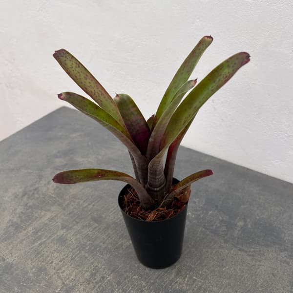 ネオレゲリア：マクラータ　3号ポット