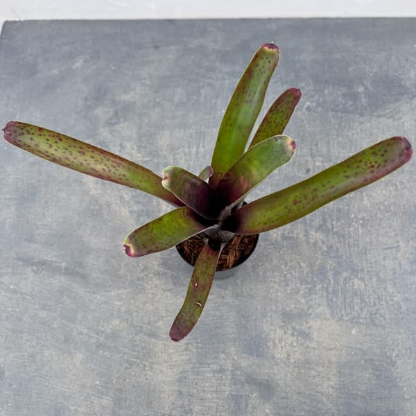 ネオレゲリア：マクラータ　3号ポット