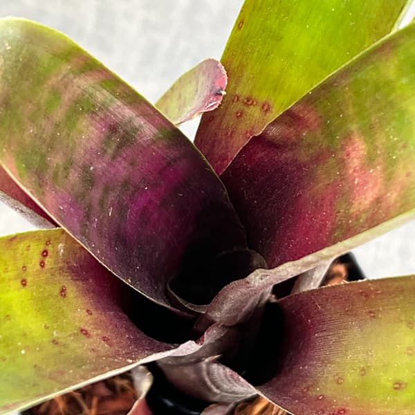 ネオレゲリア：マクラータ　3号ポット