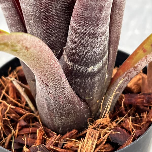 ネオレゲリア：マクラータ　3号ポット