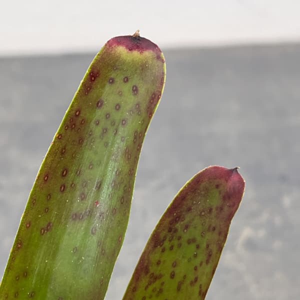 ネオレゲリア：マクラータ　3号ポット