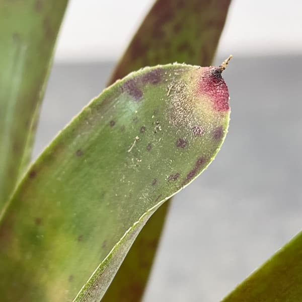 ネオレゲリア：マクラータ　3号ポット