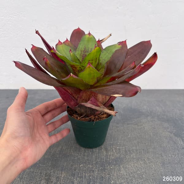 ネオレゲリア：ジュエリーショップ　3号ポット