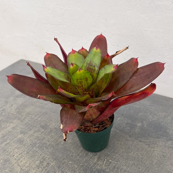 ネオレゲリア：ジュエリーショップ　3号ポット