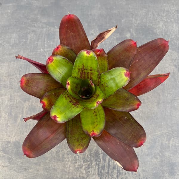 ネオレゲリア：ジュエリーショップ　3号ポット