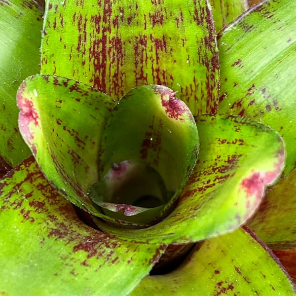 ネオレゲリア：ジュエリーショップ　3号ポット