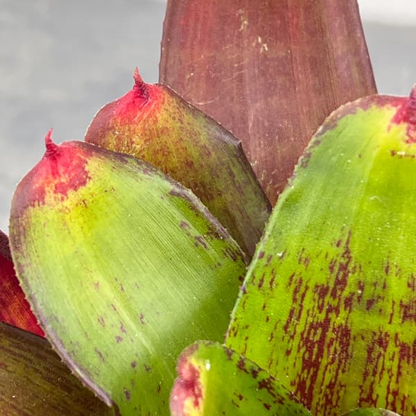 ネオレゲリア：ジュエリーショップ　3号ポット