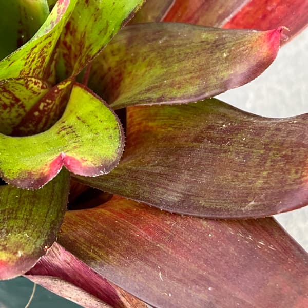 ネオレゲリア：ジュエリーショップ　3号ポット