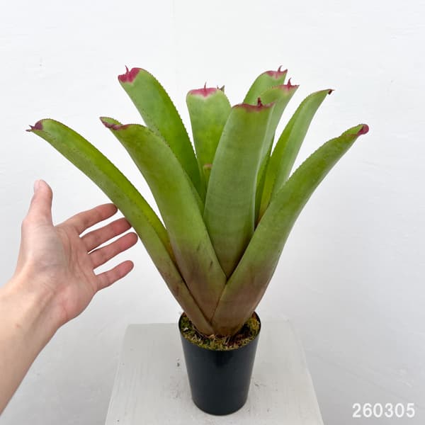 ネオレゲリア：ハイブリット　3号ポット26-01