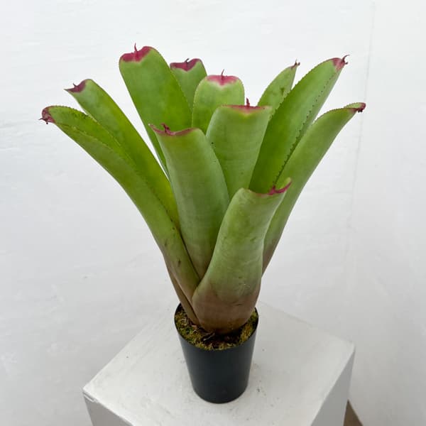 ネオレゲリア：ハイブリット　3号ポット26-01