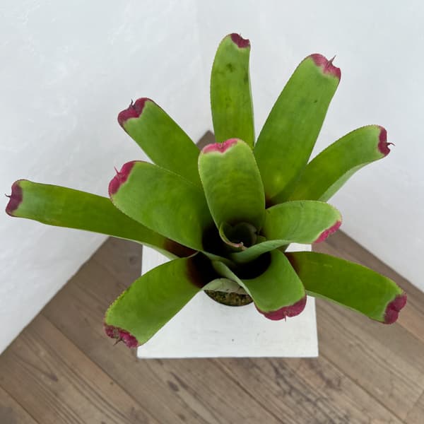 ネオレゲリア：ハイブリット　3号ポット26-01