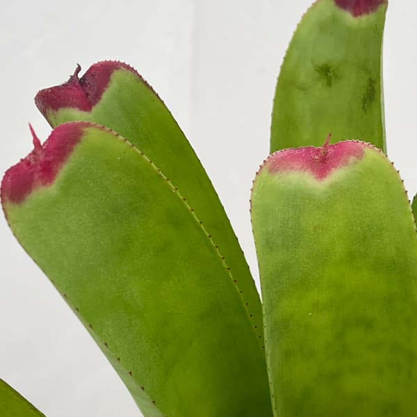 ネオレゲリア：ハイブリット　3号ポット26-01