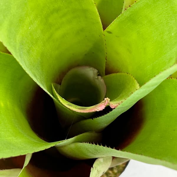 ネオレゲリア：ハイブリット　3号ポット26-01