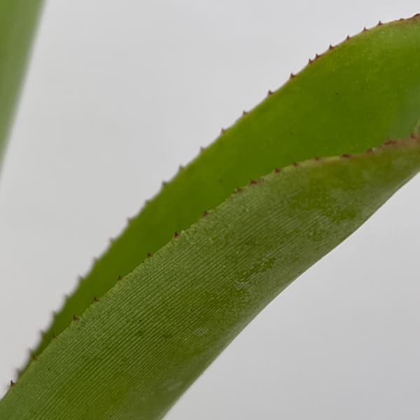 ネオレゲリア：ハイブリット　3号ポット26-01