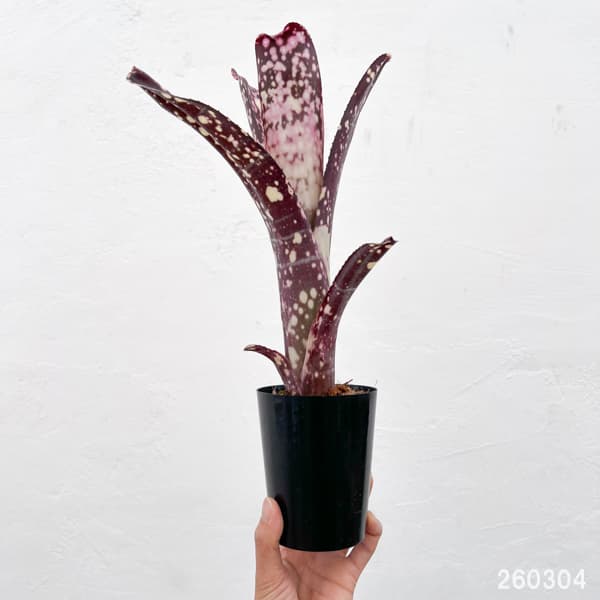 ビルベルギア：カワナズ・パナシェ　3号ポット