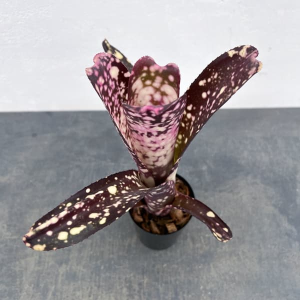 ビルベルギア：カワナズ・パナシェ　3号ポット