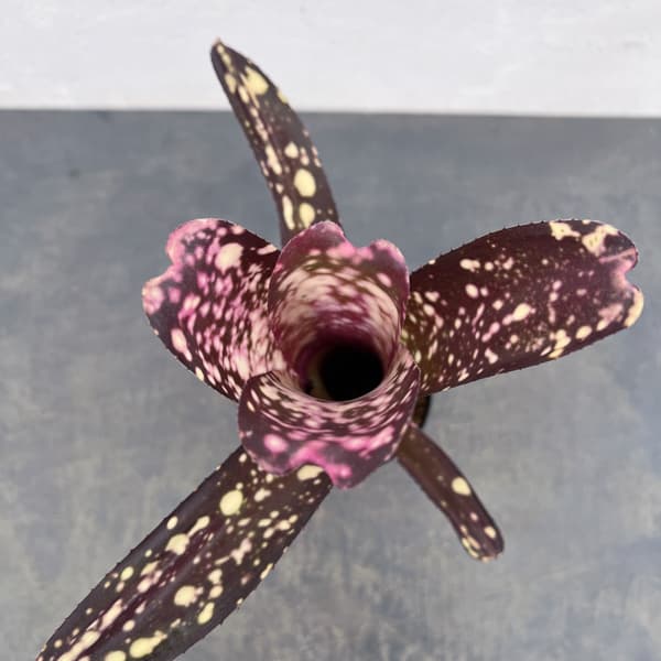 ビルベルギア：カワナズ・パナシェ　3号ポット