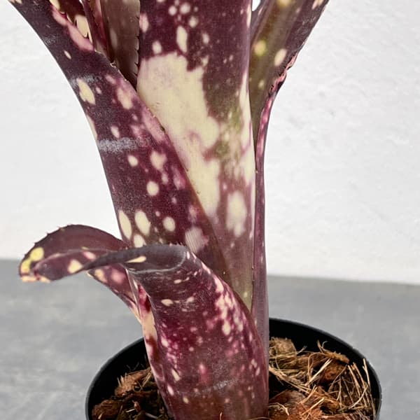 ビルベルギア：カワナズ・パナシェ　3号ポット