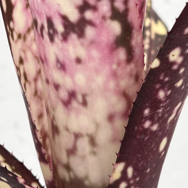 ビルベルギア：カワナズ・パナシェ　3号ポット