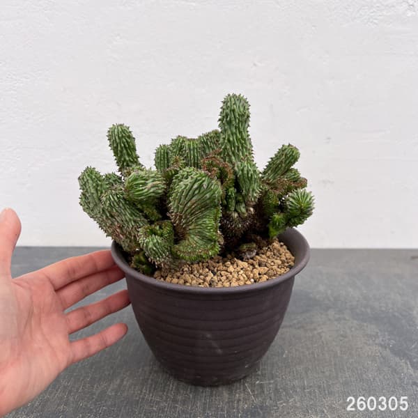 ユーフォルビア：紅彩閣綴化モンストローサ　4.5号鉢植え26-01