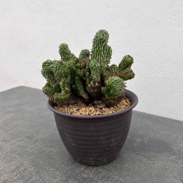 ユーフォルビア：紅彩閣綴化モンストローサ　4.5号鉢植え26-01