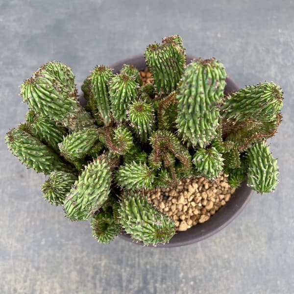 ユーフォルビア：紅彩閣綴化モンストローサ　4.5号鉢植え26-01