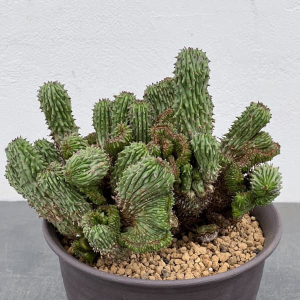 ユーフォルビア：紅彩閣綴化モンストローサ　4.5号鉢植え26-01